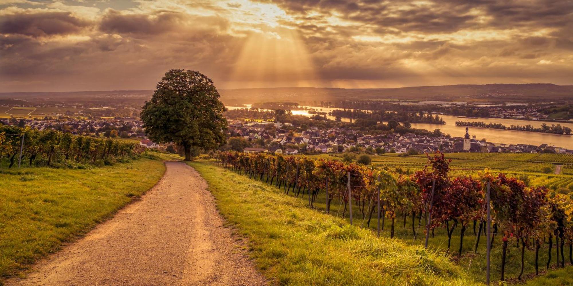 Weinhotel Des Riesling Zum Gruenen Kranz Рюдесгайм-ам-Райн Екстер'єр фото
